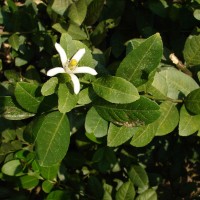 Citrus medica L.